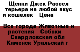 Щенки Джек Рассел терьера на любой вкус и кошелек › Цена ­ 13 000 - Все города Животные и растения » Собаки   . Свердловская обл.,Каменск-Уральский г.